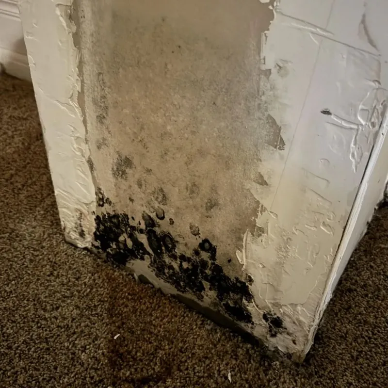 Professional Mold Removal in Whitney, TX